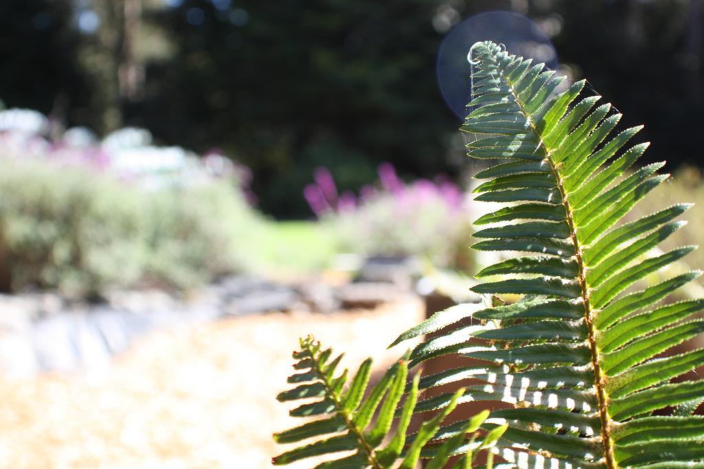 Mendocino Inn & Spa Little River エクステリア 写真