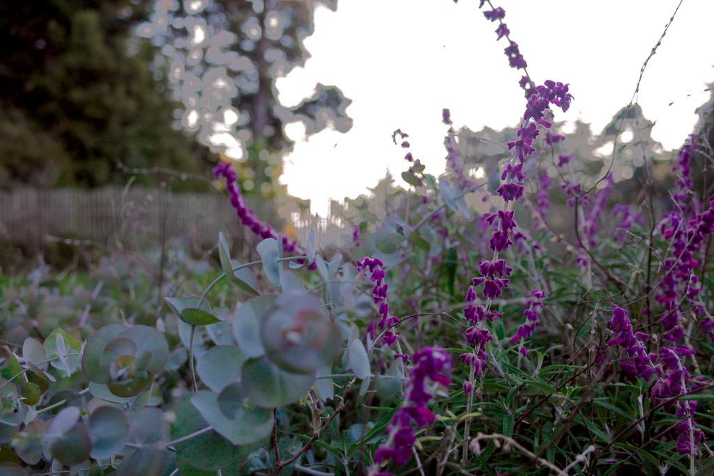 Mendocino Inn & Spa Little River エクステリア 写真